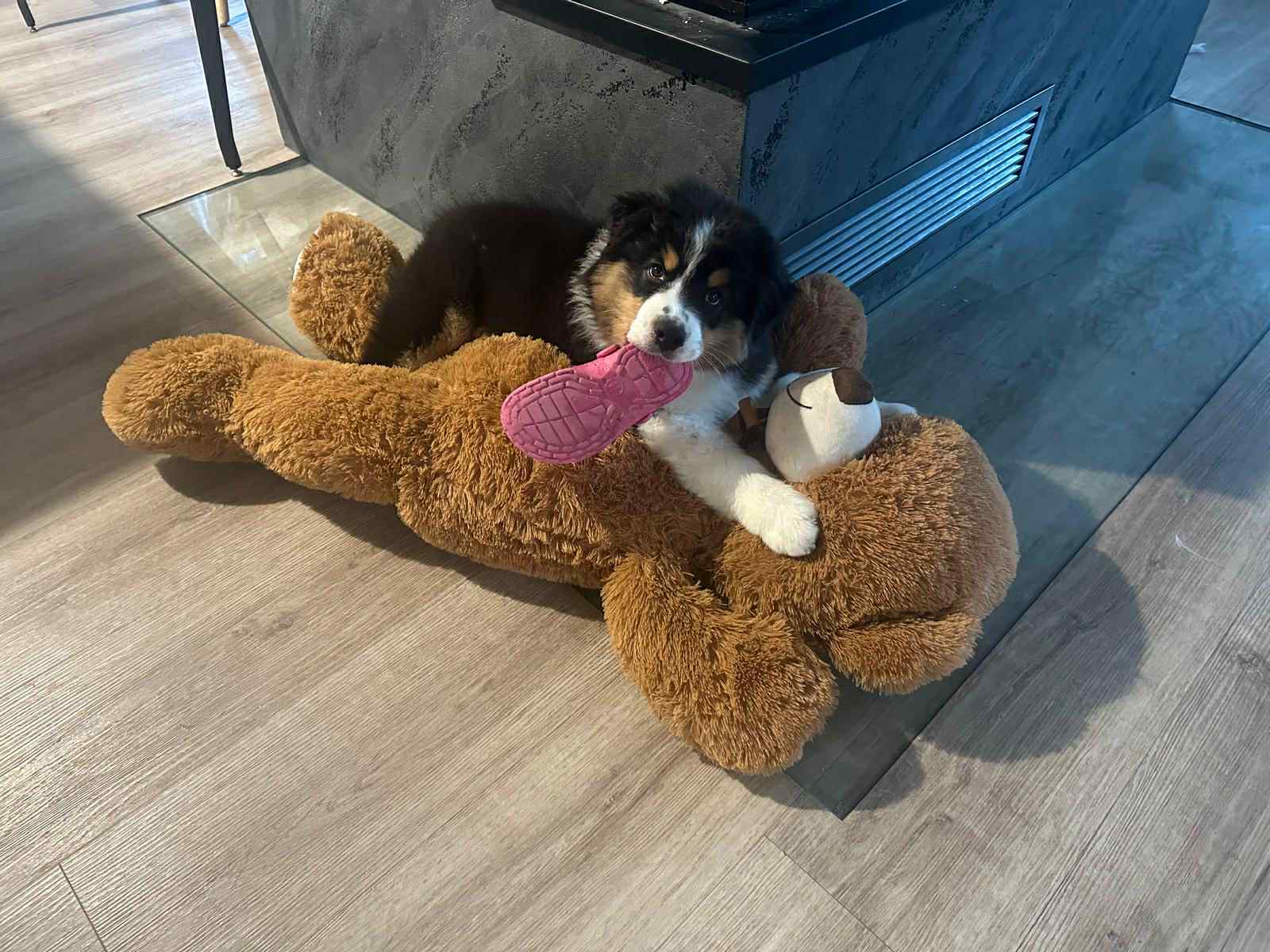 Pourquoi choisir un chiot Berger Australien inscrit au LOF?