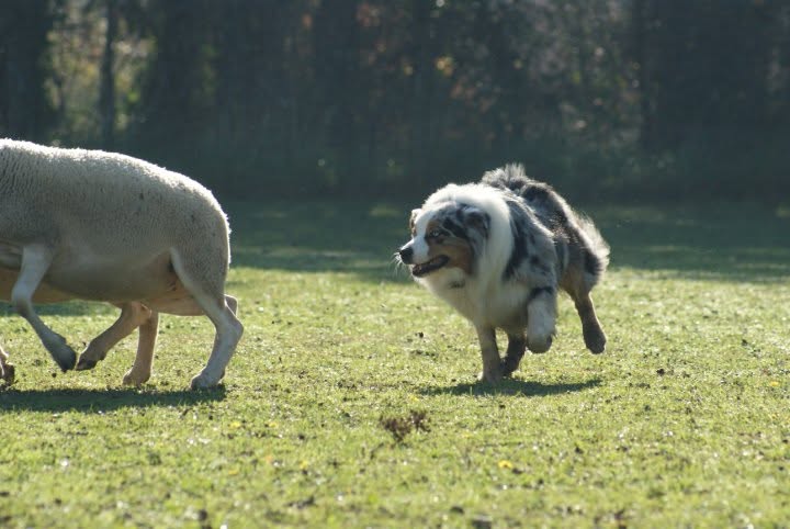 Le Berger Australien, chien de famille par excellence...mythe ou réalité?