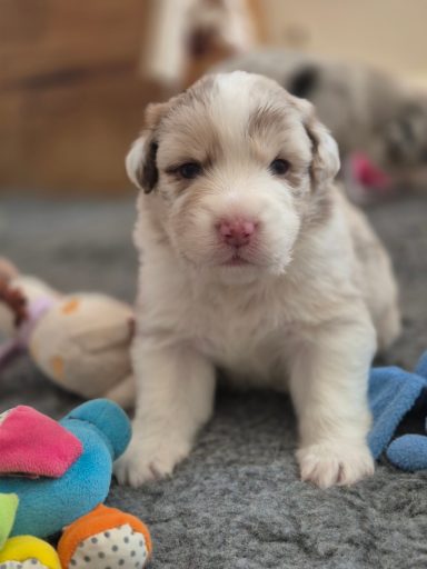 Bon chic Bon genre du Domaine de la Camosciara chiot berger australien rouge merle