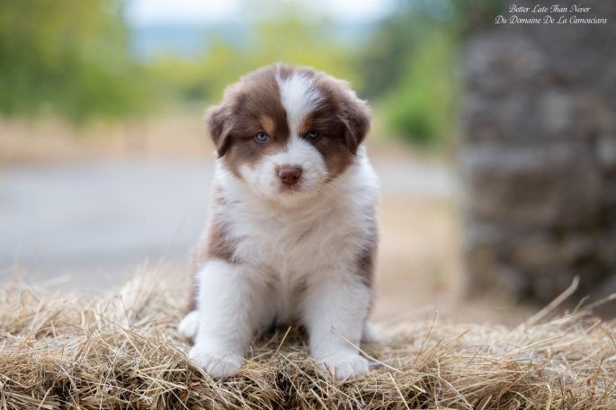 Chiot berger australien rouge tricolore