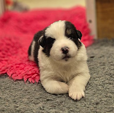 Betty Boop du Domaine de la Camosciara chiot berger australien noir tricolore