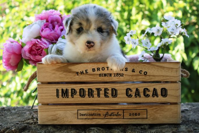 Beauty and Brains du Domaine de la Camosciara chiot berger australien bleu merle