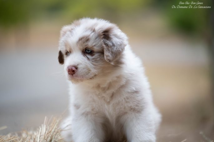 chiot berger australien rouge merle