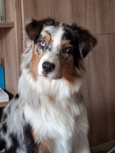 CHIOT BERGER AUSTRALIEN BLEU MERLE
