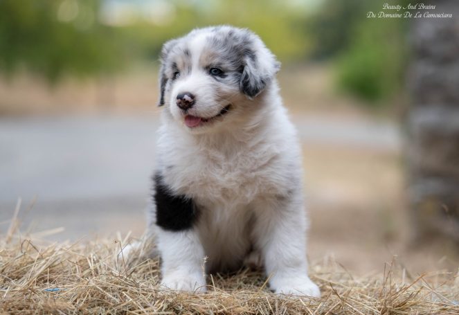 chiot berger australien bleu merle