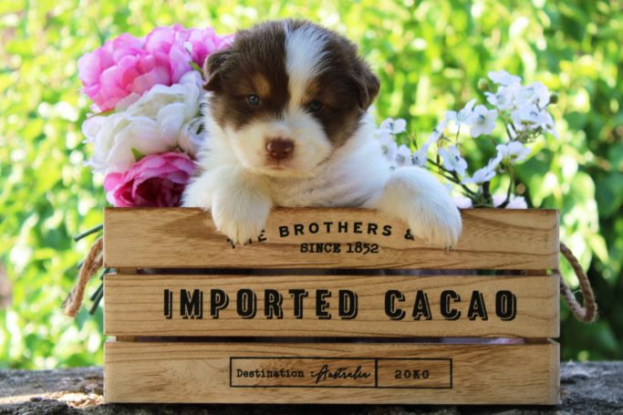 Bbetter Late than Never du Domaine de la Camosciara chiot berger australien roiuge tricolore