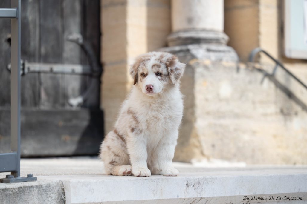 chiot berger australien rouge merle