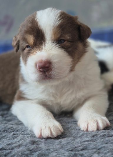 Better Late than Never du Domaine de la Camosciara chiot berger australien rouge tri