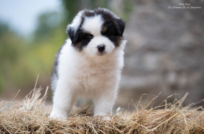 chiot berger australien noir tricolore