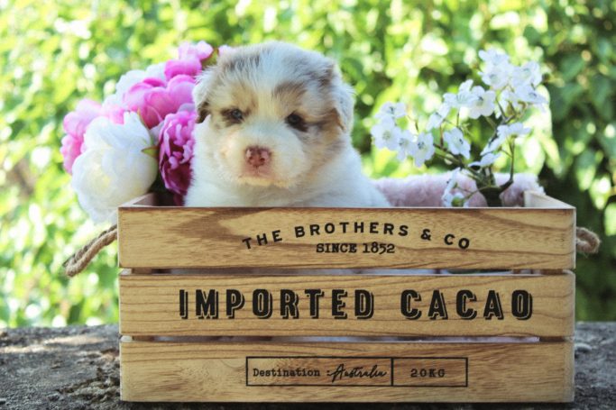 Bon Chic Bon Genre du Domaine de la Camosciara chiot berger australien rouge merle