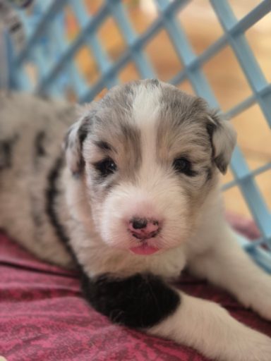 Beauty and Brains du Domaine de la Camosciara chiot berger australien bleu merle