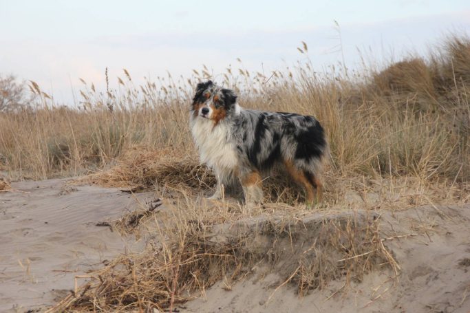 Berger Australien bleu merle