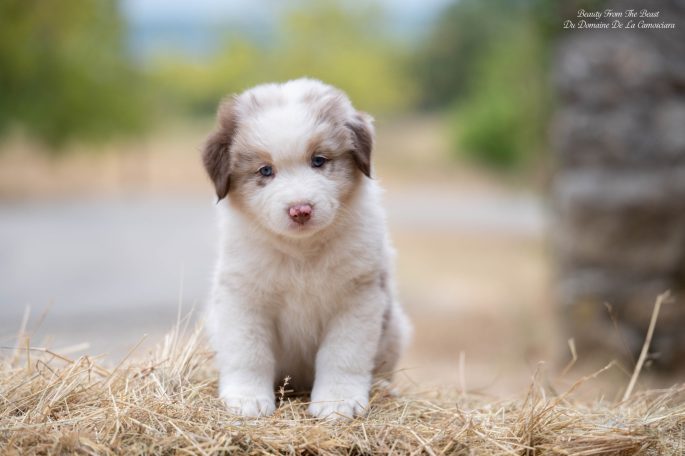 chiot berger australien rouge merle
