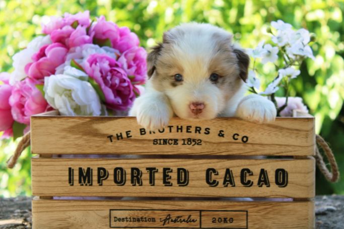 Beauty from the Beast du Domaine de la Camosciara chiot berger australien rouge merle