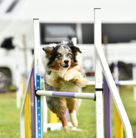 berger australien bleu merle agility
