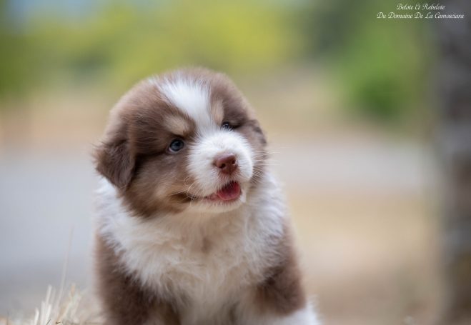 chiot berger australien rouge tricolore