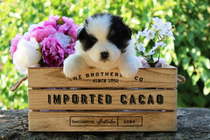 Betty Boop du Domaine de la Camosciara chiot berger australien noir tricolore