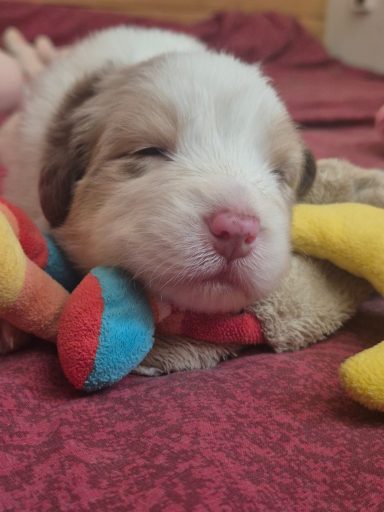 Beauty from the Beast du Domaine de la Camosciara chiot berger australien rouge merle